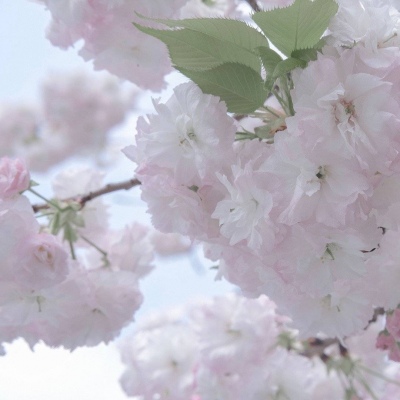 佛坪FurryQQ群介绍